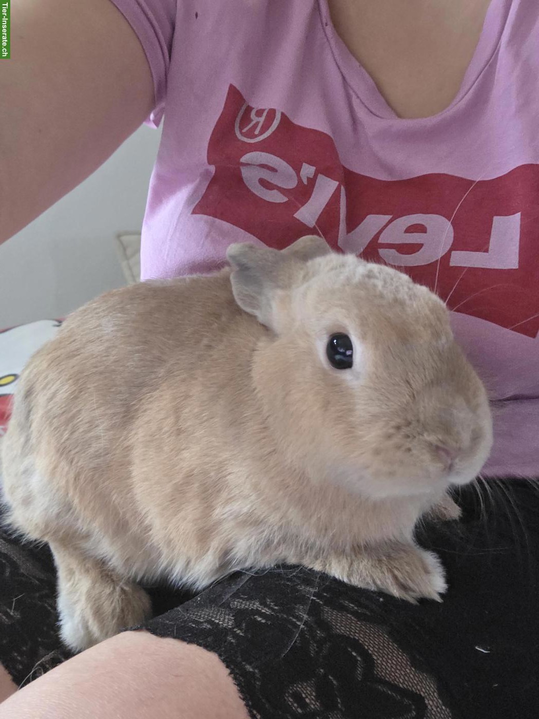 Bild 3: 3 Zwergkaninchen suchen liebevolles neues Zuhause 🐰🏡❤️