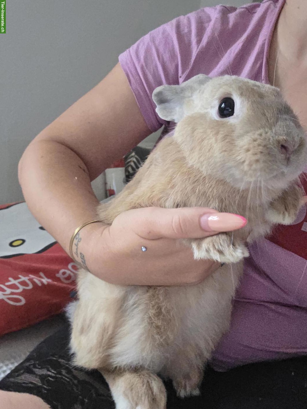 Bild 4: 3 Zwergkaninchen suchen liebevolles neues Zuhause 🐰🏡❤️