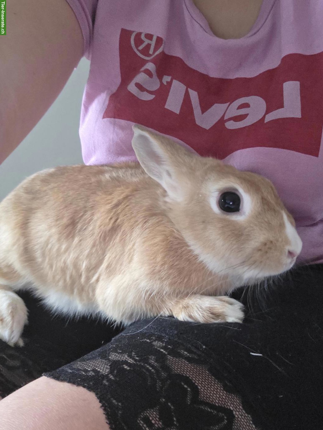 Bild 5: 3 Zwergkaninchen suchen liebevolles neues Zuhause 🐰🏡❤️