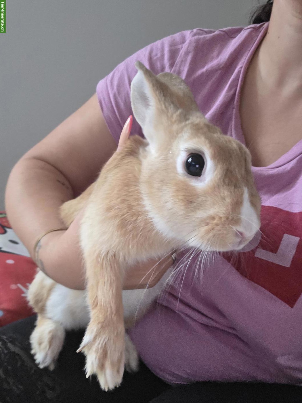 Bild 6: 3 Zwergkaninchen suchen liebevolles neues Zuhause 🐰🏡❤️