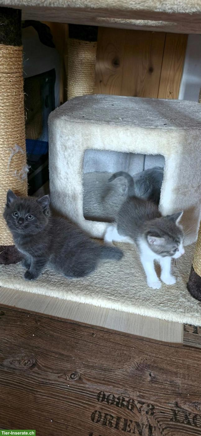 Baby Katzen, Kitten, männlich und weiblich