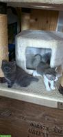 Baby Katzen, Kitten, männlich und weiblich