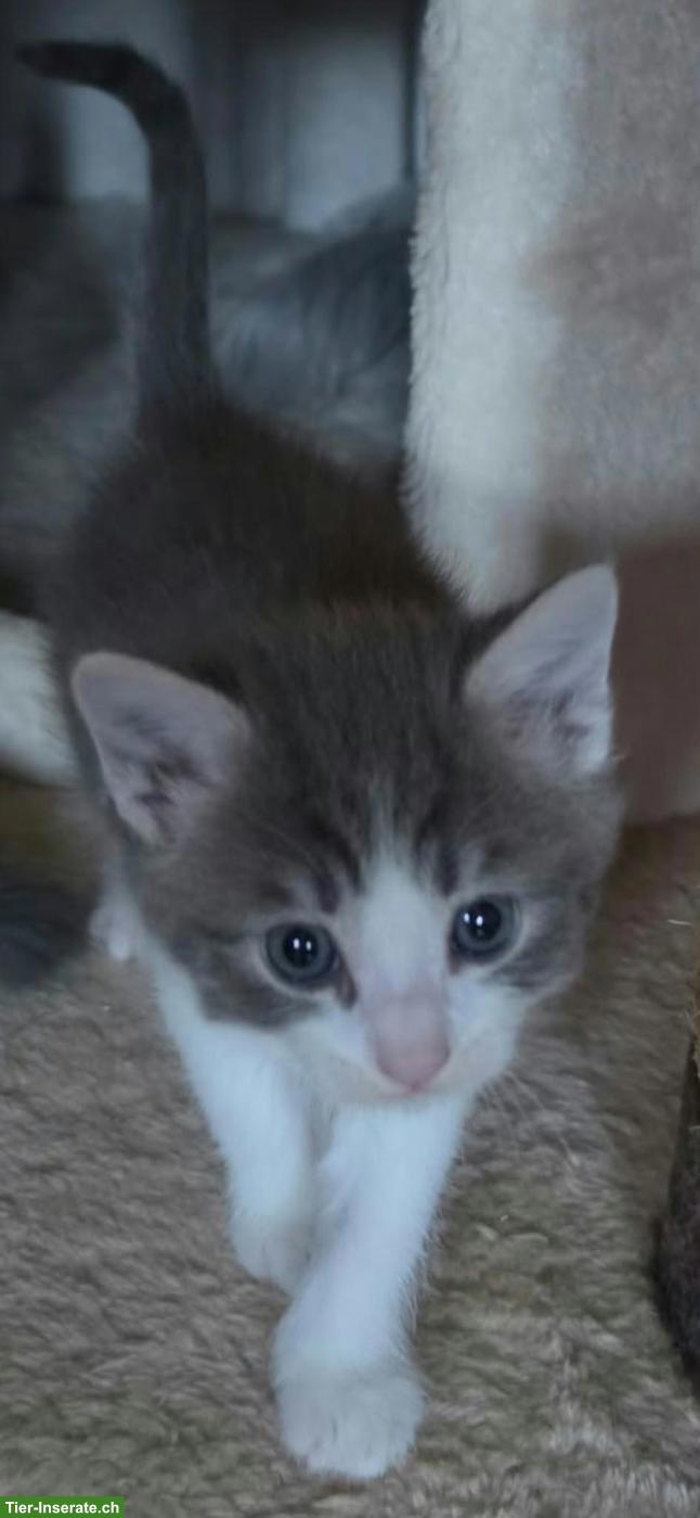 Bild 2: Baby Katzen, Kitten, männlich und weiblich