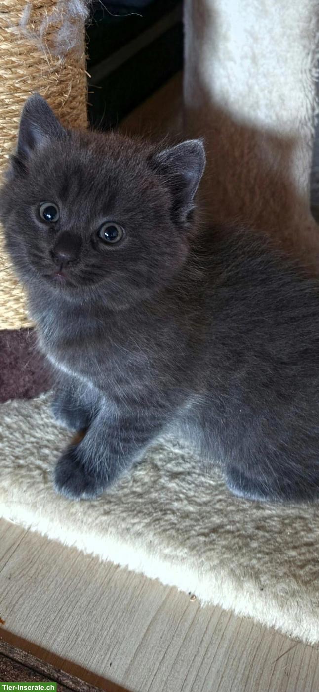 Bild 3: Baby Katzen, Kitten, männlich und weiblich