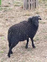 Ouessant Schafböckli günstig abzugeben