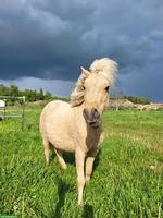 Mini Curly Horse Stute - RARITÄT - seltene Gelegenheit