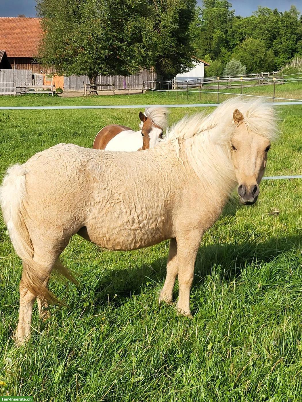 Bild 2: Mini Curly Horse Stute - RARITÄT - seltene Gelegenheit