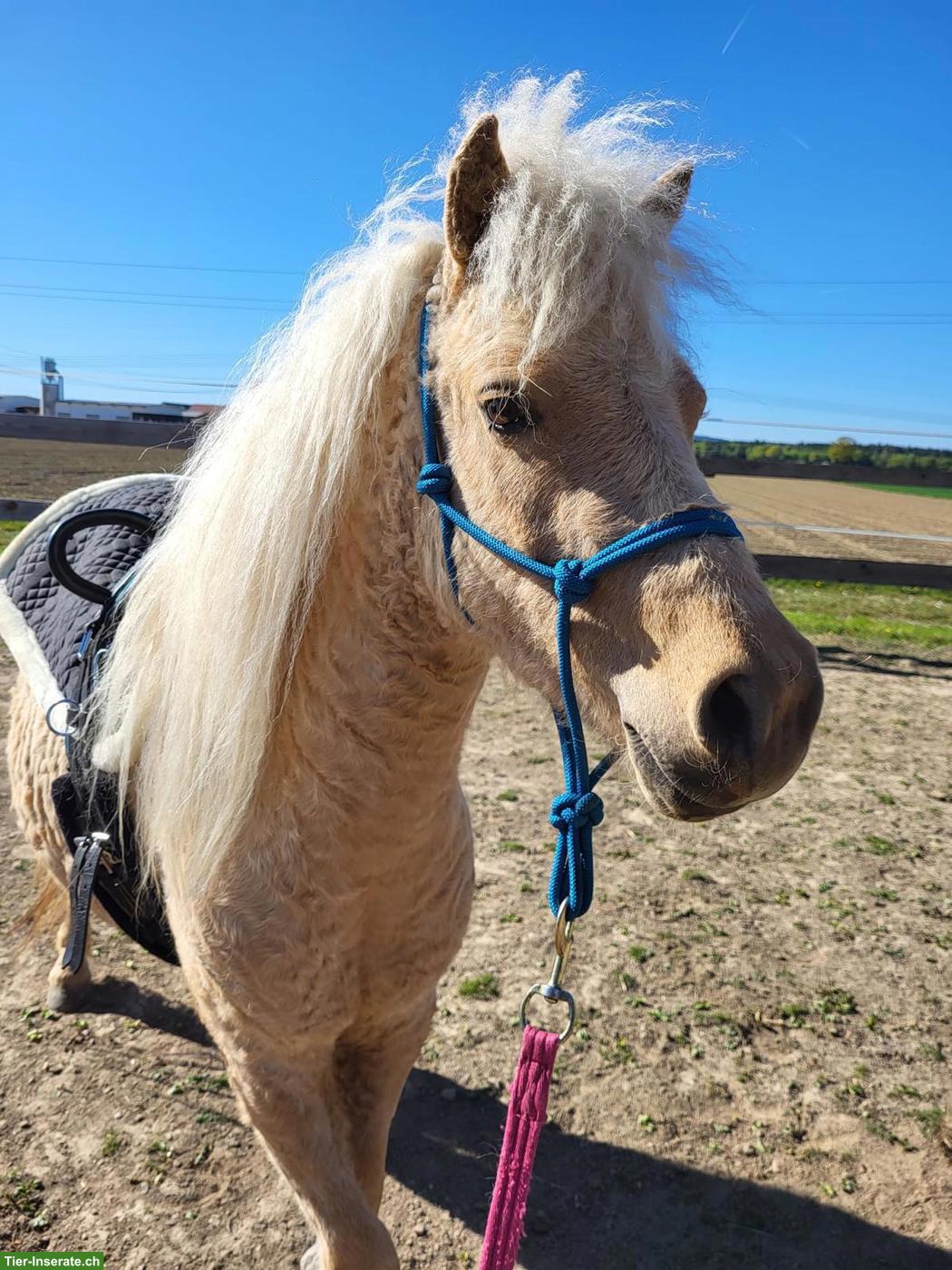 Bild 3: Mini Curly Horse Stute - RARITÄT - seltene Gelegenheit