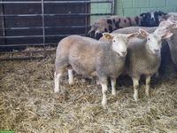 Texel x Berrichon du Cher Lämmer