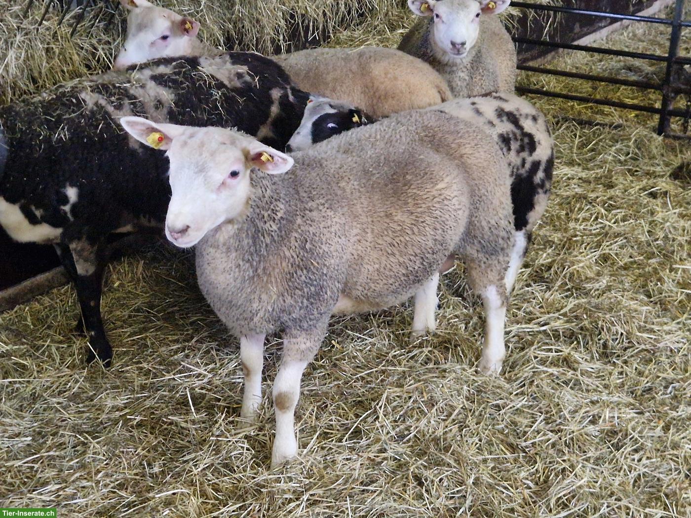 Bild 2: Texel x Berrichon du Cher Lämmer