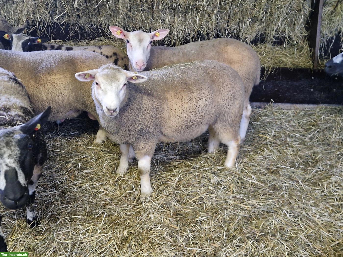 Bild 3: Texel x Berrichon du Cher Lämmer