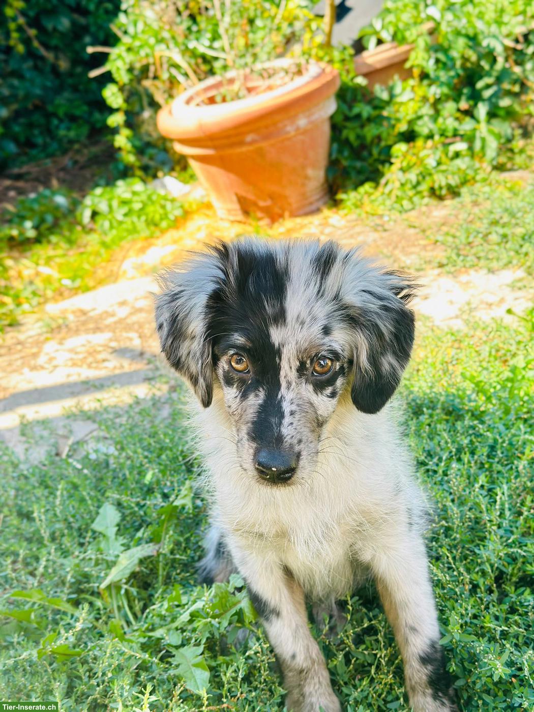 Mini Aussie Junghündin sucht ein Zuhause