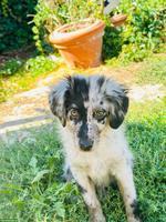 Mini Aussie Junghündin sucht ein Zuhause