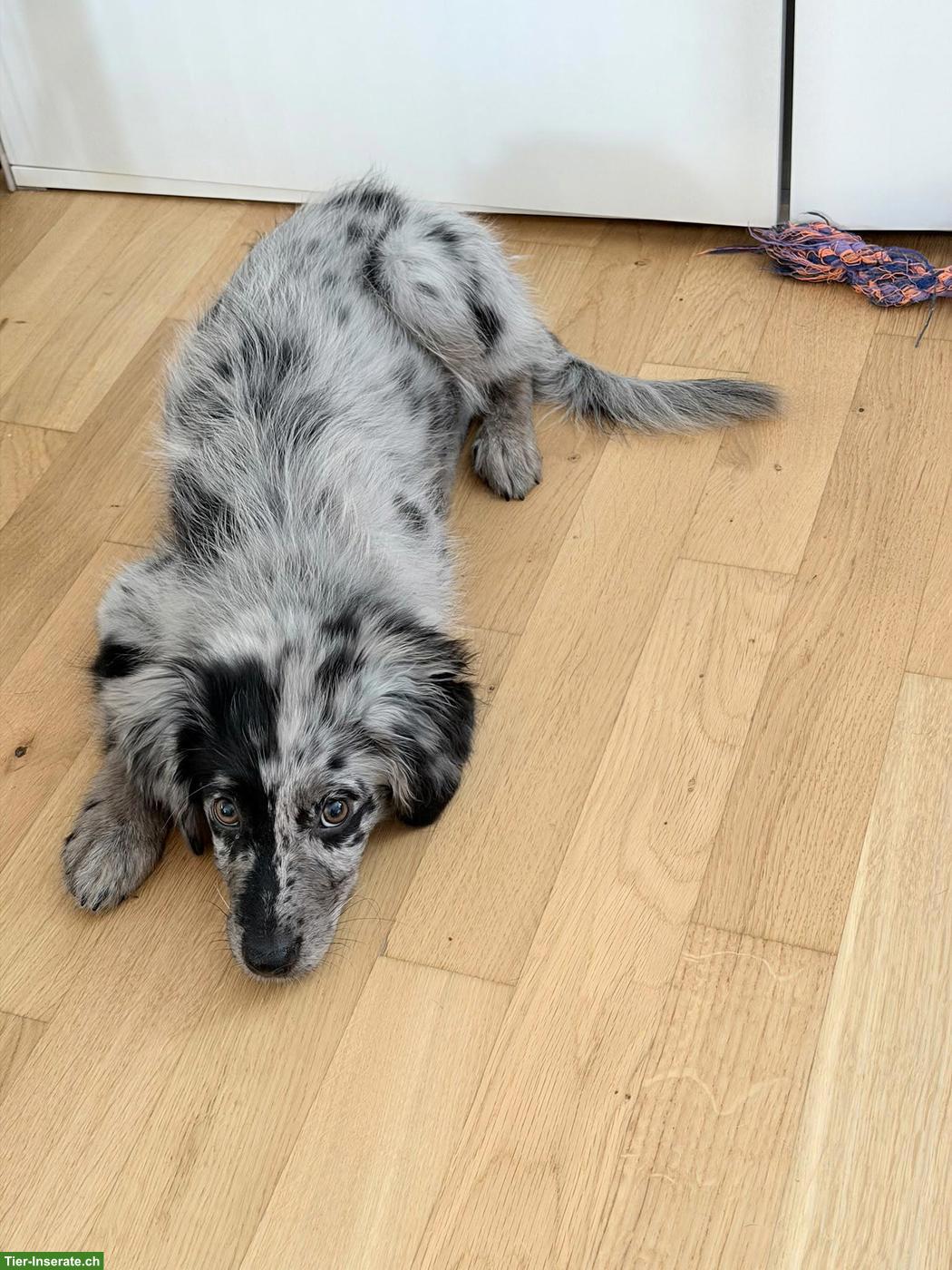 Bild 2: Mini Aussie Junghündin sucht ein Zuhause