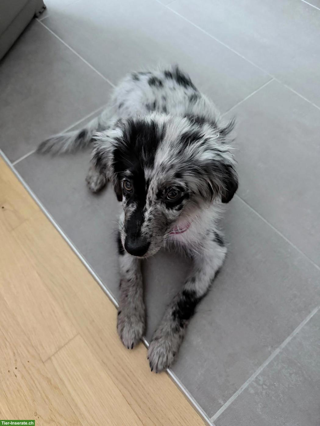 Bild 3: Mini Aussie Junghündin sucht ein Zuhause
