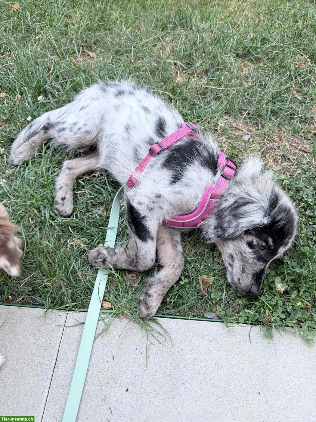 Bild 4: Mini Aussie Junghündin sucht ein Zuhause