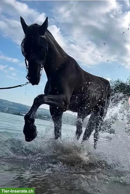 2 Reitbeteiligungen für Friese & Shire Horse in Hellbühl LU