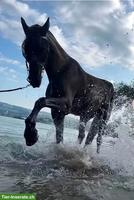 2 Reitbeteiligungen für Friese & Shire Horse in Hellbühl LU