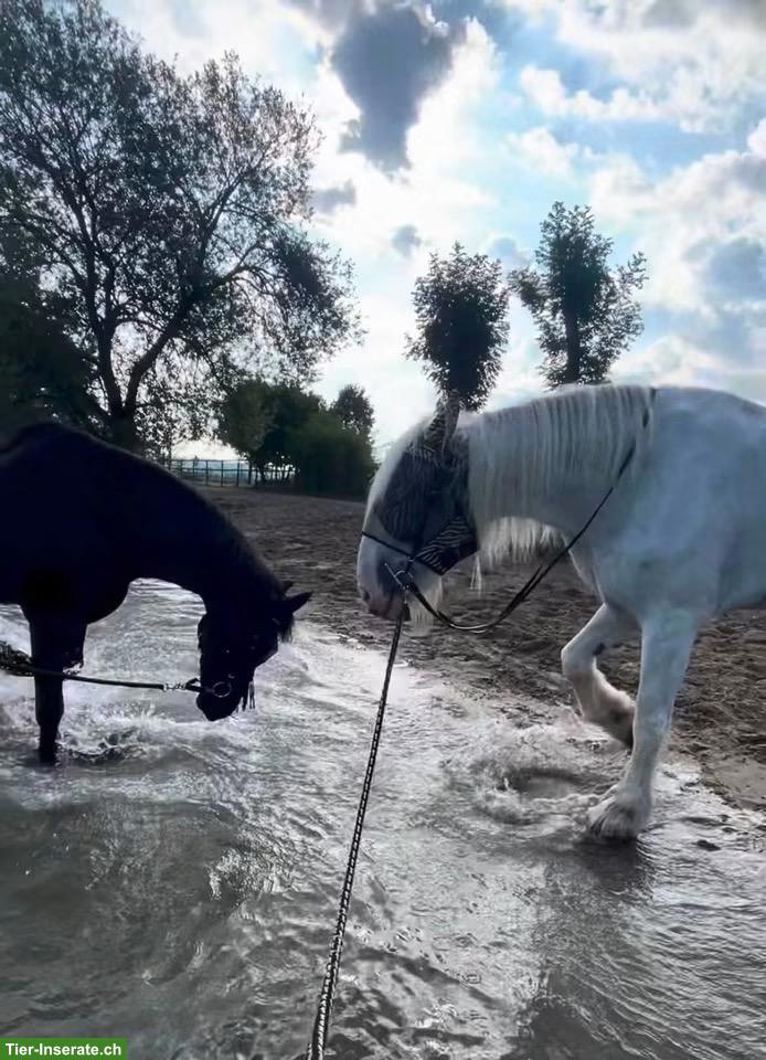 Bild 2: 2 Reitbeteiligungen für Friese & Shire Horse in Hellbühl LU