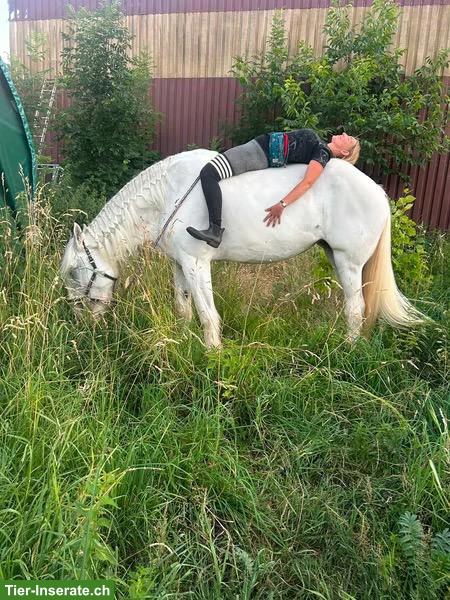 Bild 3: 2 Reitbeteiligungen für Friese & Shire Horse in Hellbühl LU