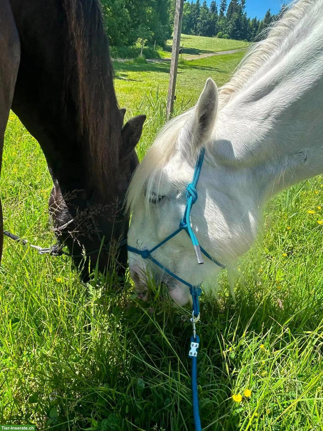 Bild 4: 2 Reitbeteiligungen für Friese & Shire Horse in Hellbühl LU