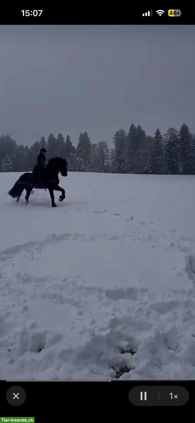 Bild 6: 2 Reitbeteiligungen für Friese & Shire Horse in Hellbühl LU
