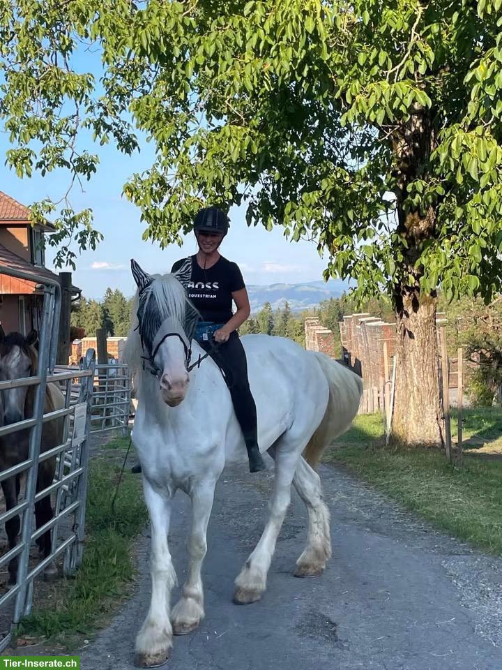 Bild 7: 2 Reitbeteiligungen für Friese & Shire Horse in Hellbühl LU