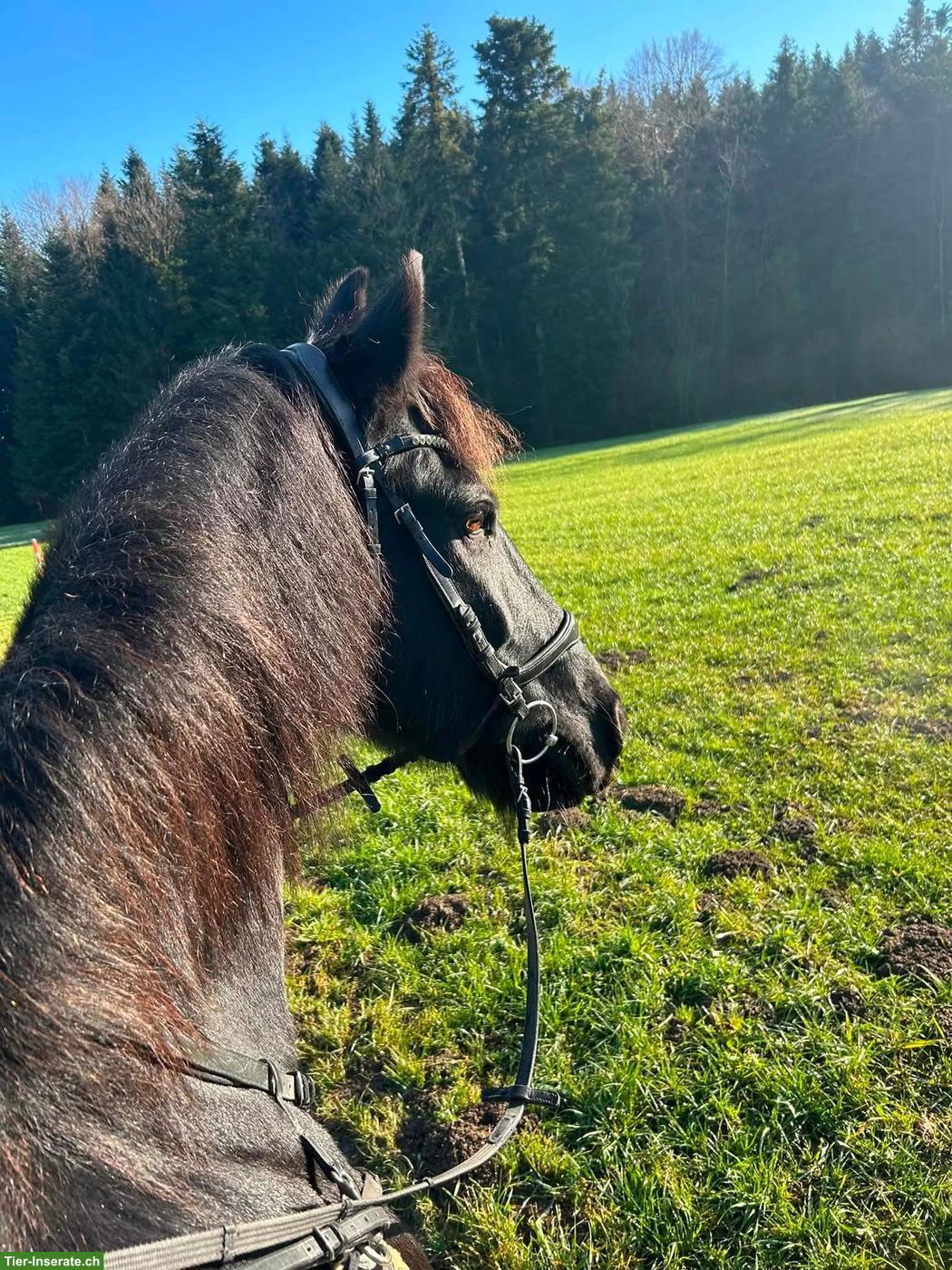 Bild 8: 2 Reitbeteiligungen für Friese & Shire Horse in Hellbühl LU