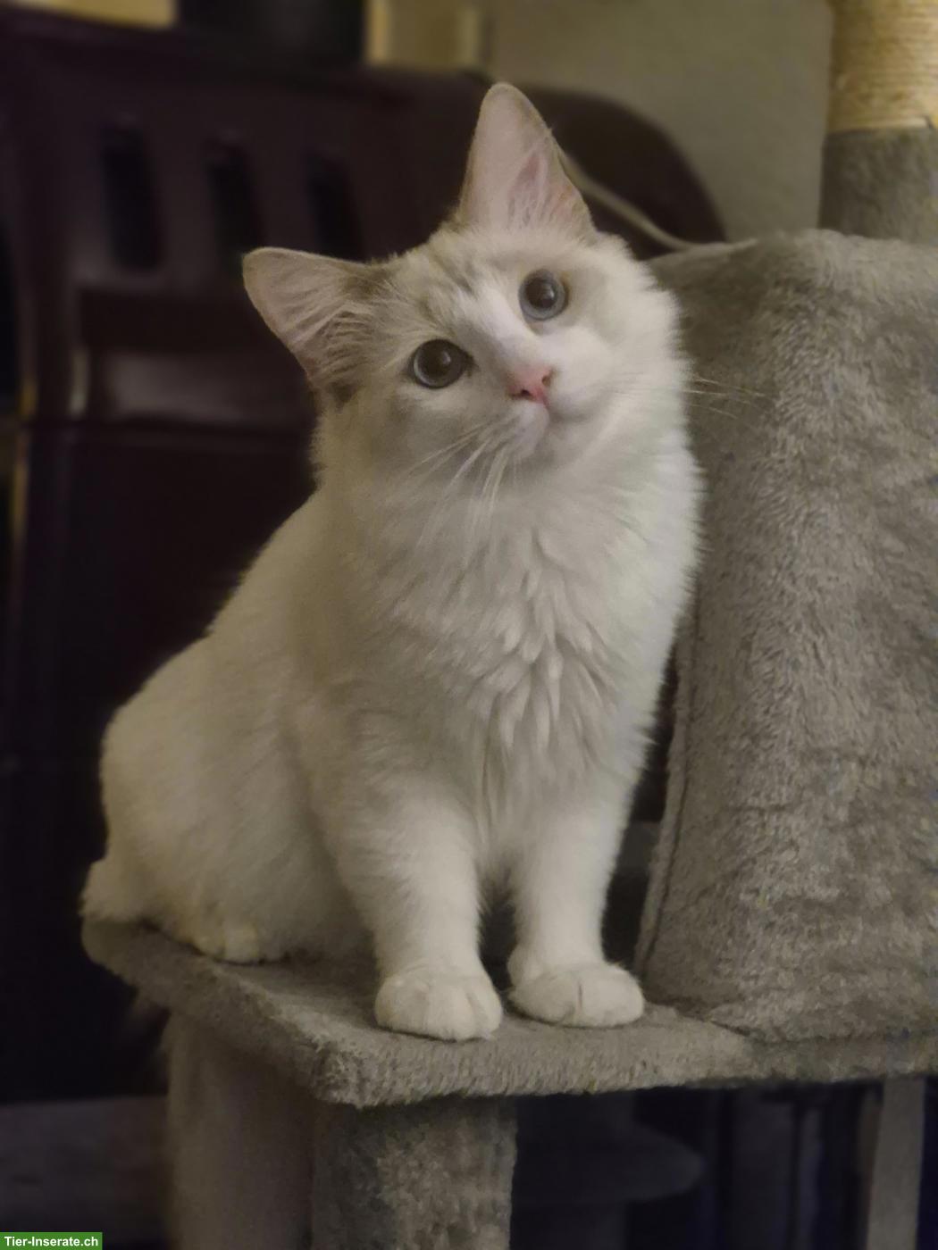 Junger Ragdoll Kater