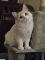 Junger Ragdoll Kater