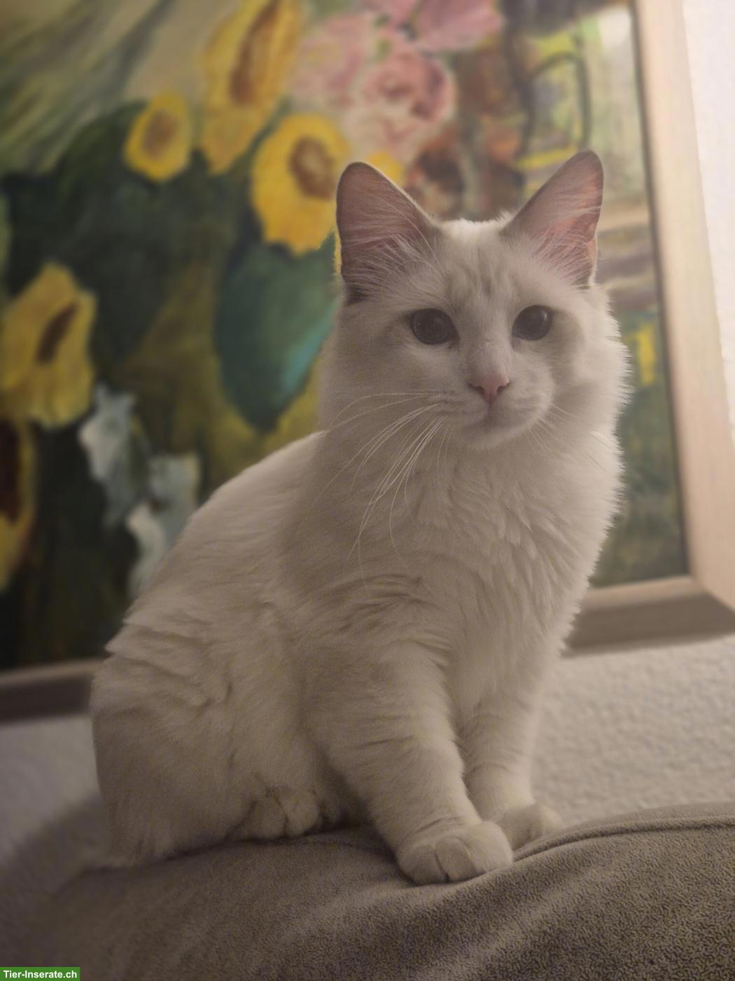 Bild 2: Junger Ragdoll Kater