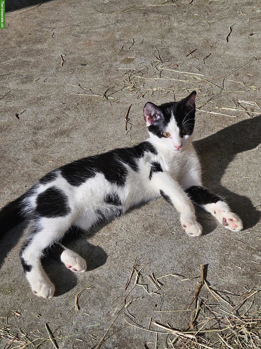 Junger Kater, gut 4 Monate alt vom Bauernhof