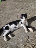 Junger Kater, gut 4 Monate alt vom Bauernhof