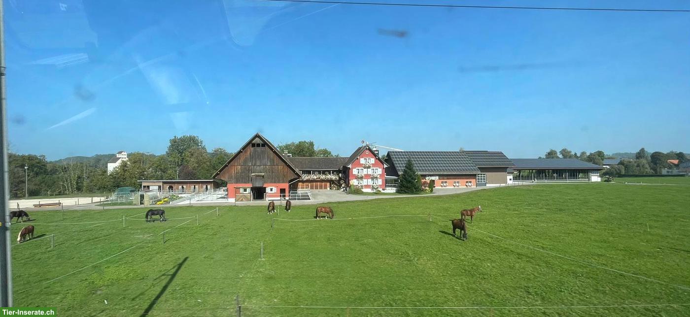 Bild 2: Große Auslaufbox zu vergeben in Gossau SG