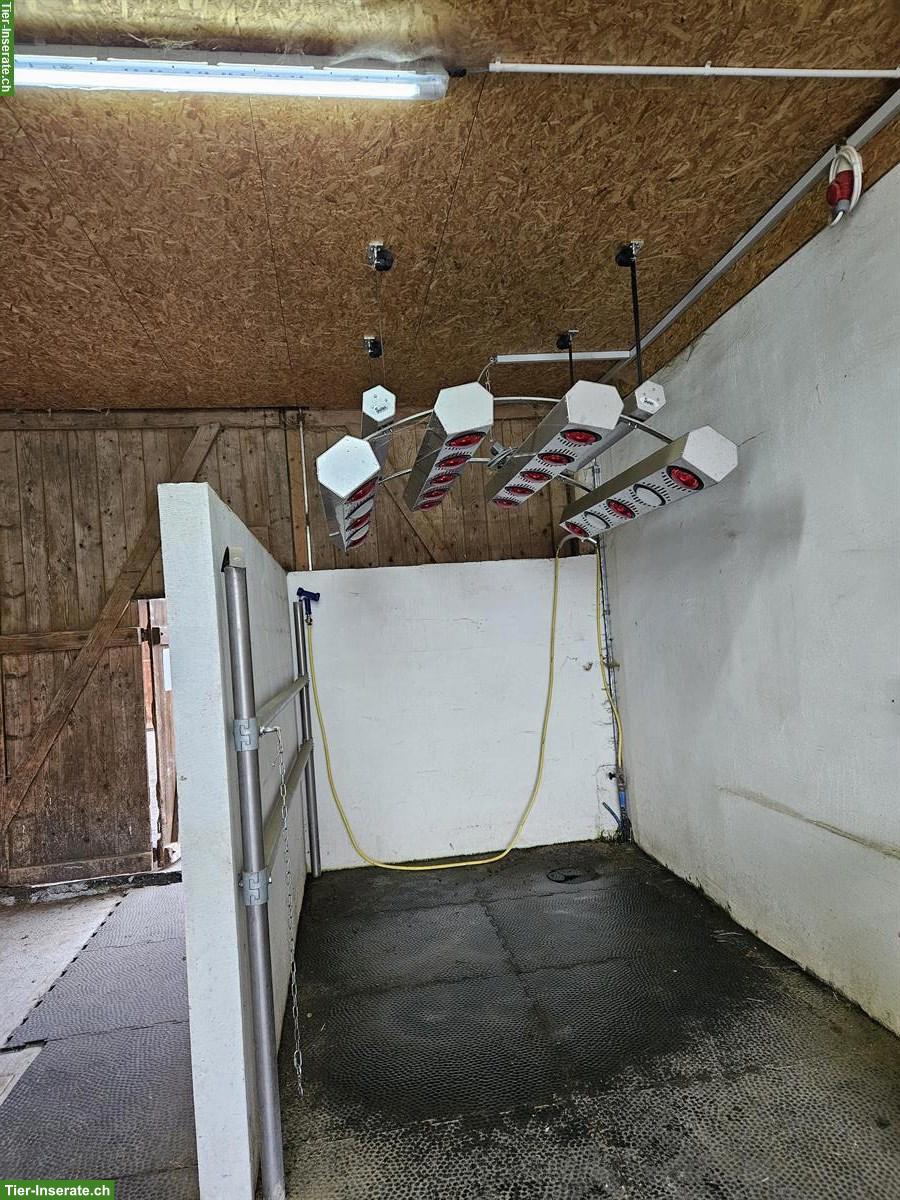 Bild 4: Große Auslaufbox zu vergeben in Gossau SG