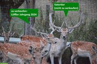 Junge Damhirsche zu verkaufen