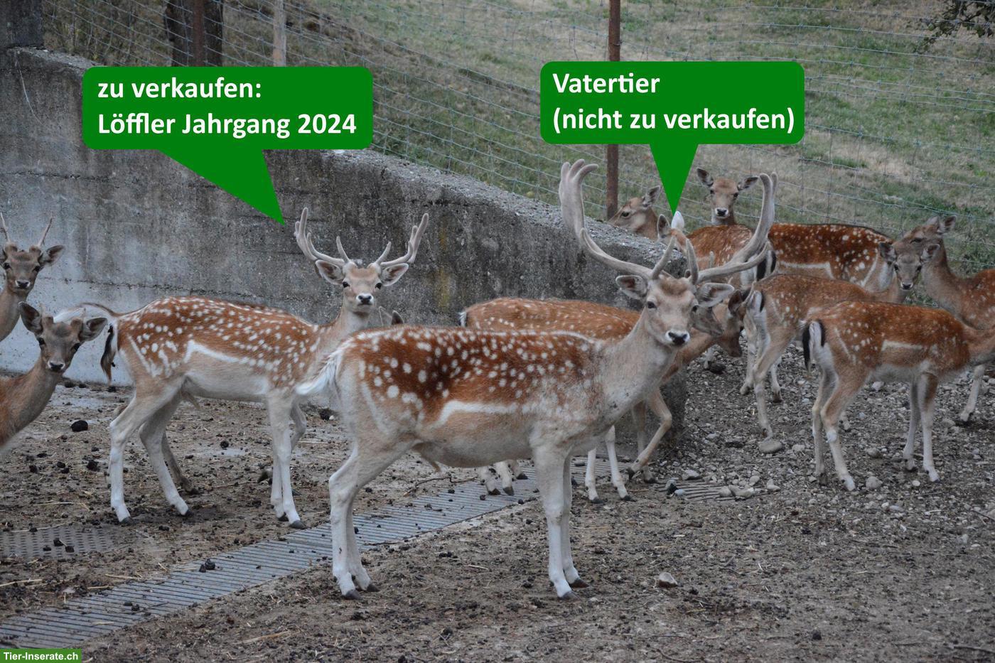 Bild 2: Junge Damhirsche zu verkaufen