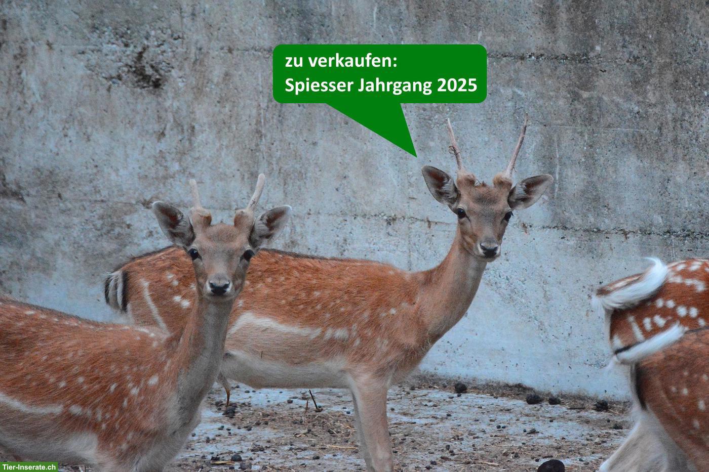 Bild 3: Junge Damhirsche zu verkaufen