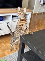 Bengalkatze (6 J.) sucht katzenerfahrenes Zuhause (Einzelplatz)