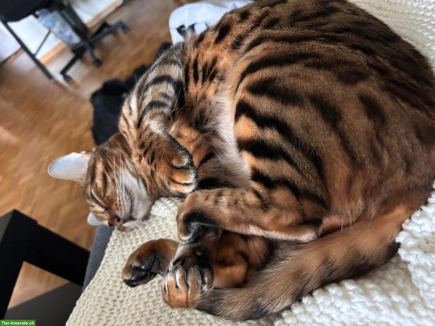Bild 2: Bengalkatze (6 J.) sucht katzenerfahrenes Zuhause (Einzelplatz)