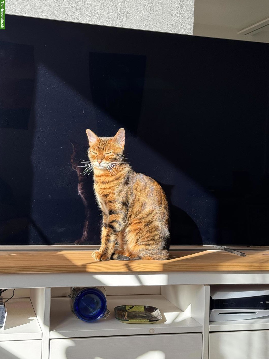 Bild 3: Bengalkatze (6 J.) sucht katzenerfahrenes Zuhause (Einzelplatz)