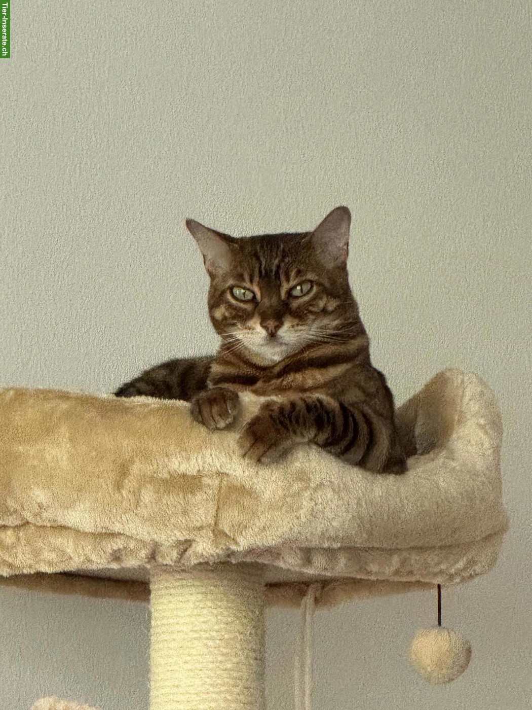 Bild 4: Bengalkatze (6 J.) sucht katzenerfahrenes Zuhause (Einzelplatz)