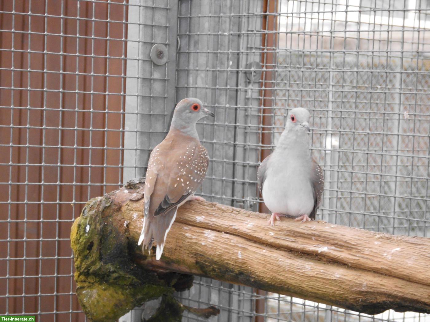 Bild 2: Junge Diamanttauben zu verkaufen
