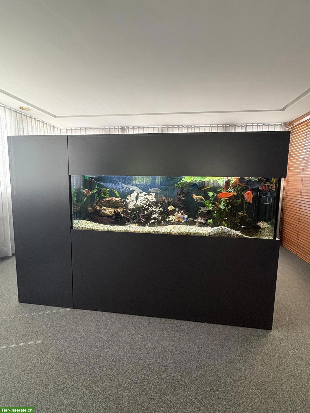 Modernes Design-Aquarium zu verkaufen