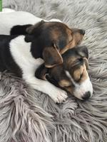 3 zuckersüsse Jack Russell Terrier Welpen