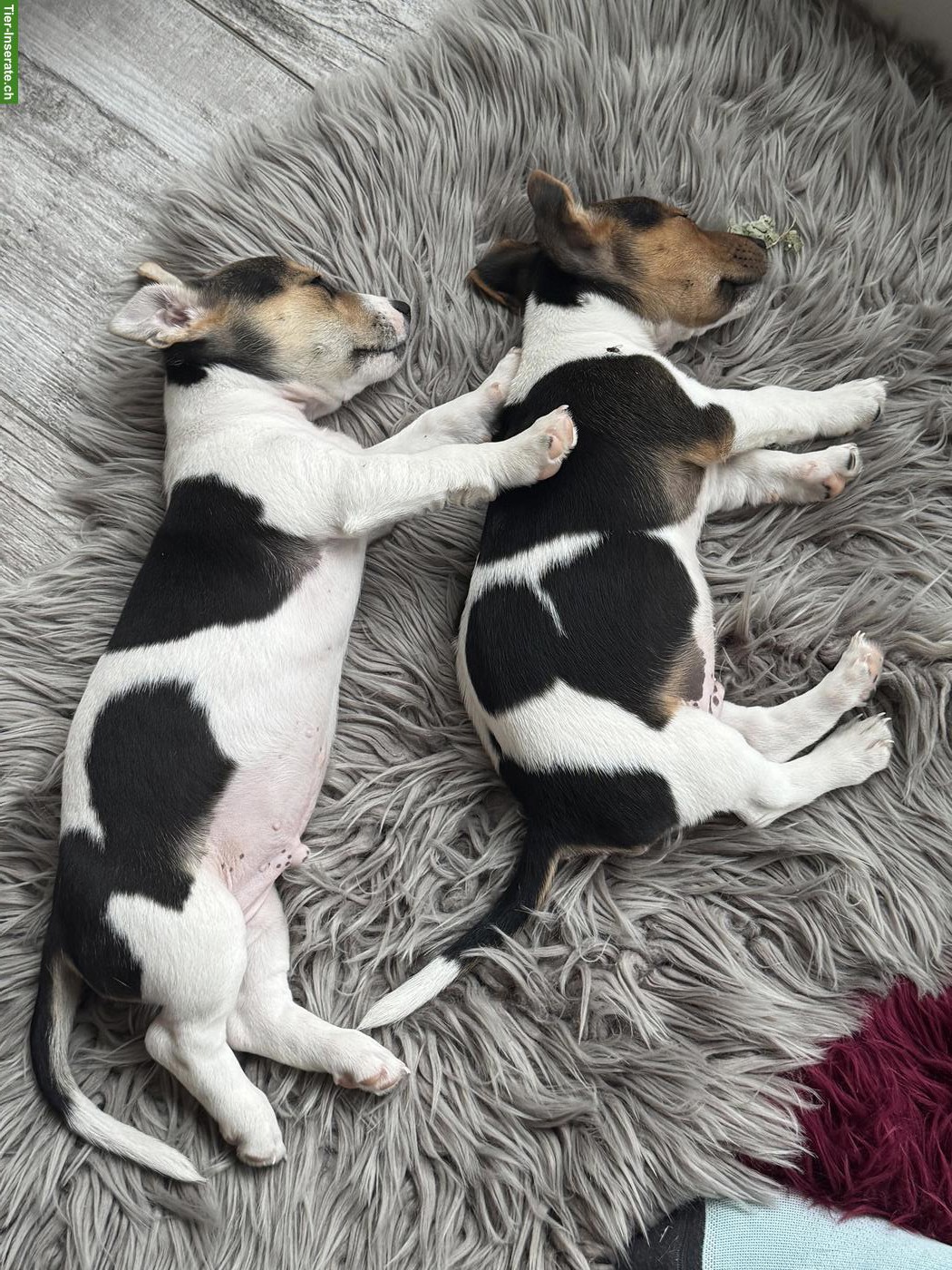 Bild 2: 3 zuckersüsse Jack Russell Terrier Welpen