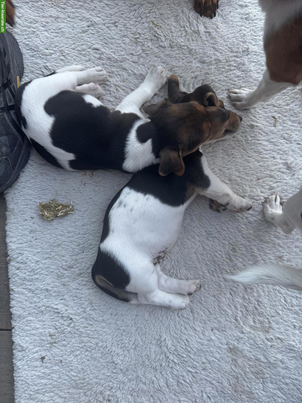 Bild 3: 3 zuckersüsse Jack Russell Terrier Welpen