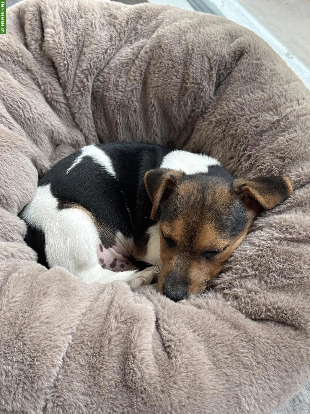 Bild 4: 3 zuckersüsse Jack Russell Terrier Welpen