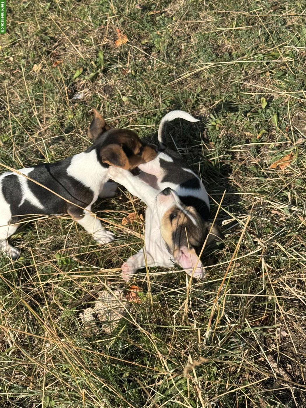 Bild 5: 3 zuckersüsse Jack Russell Terrier Welpen
