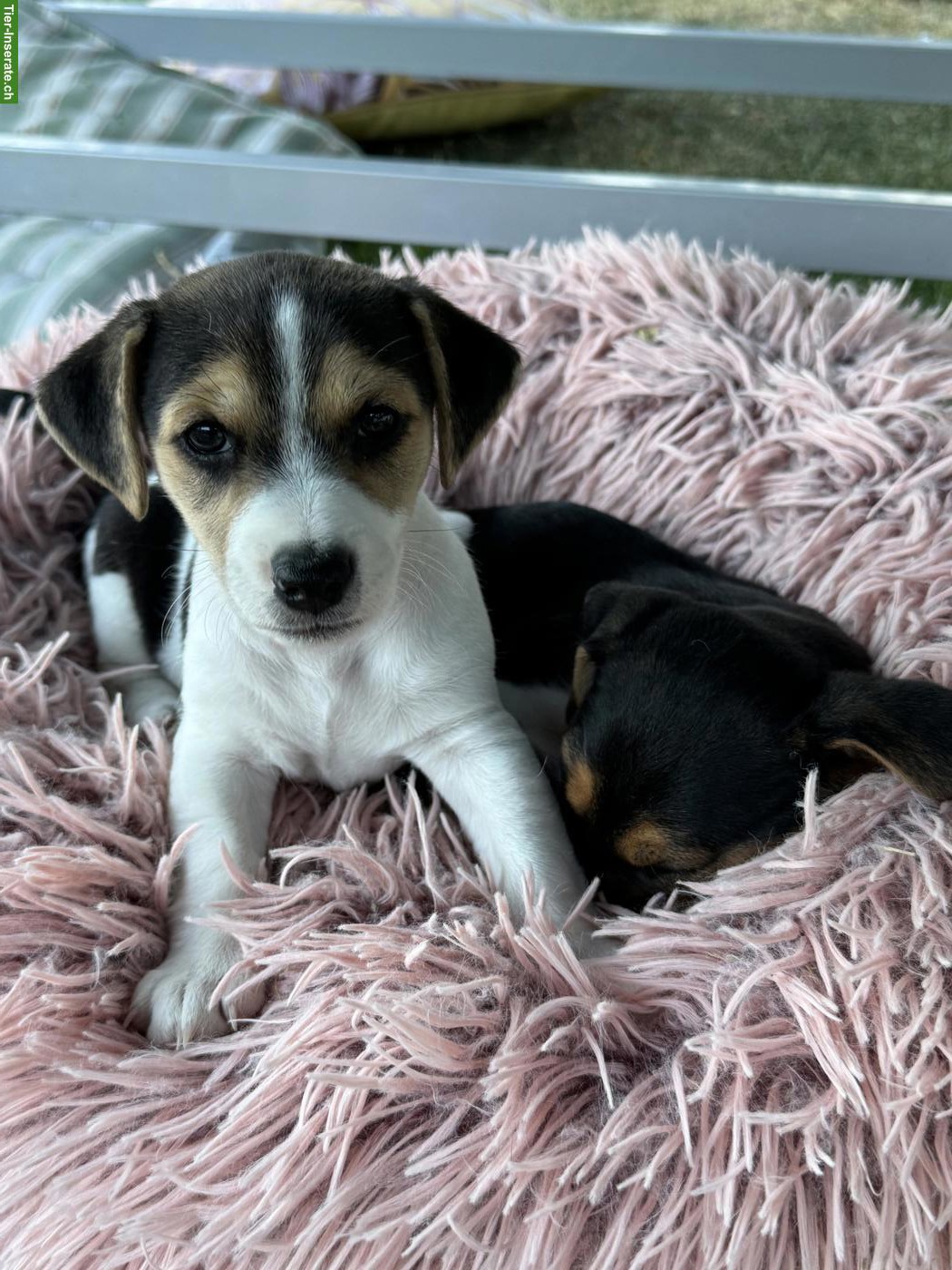 Bild 6: 3 zuckersüsse Jack Russell Terrier Welpen